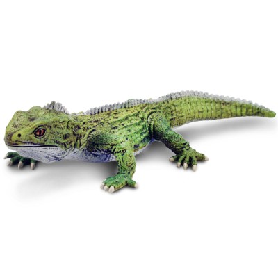 SAF102503 - Tuatara