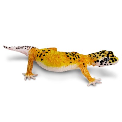 SAF102504 - Gecko leopard